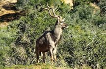 Addo Elephant Full Day Safari With Lunch