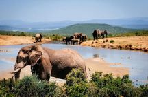 Addo Elephant Full Day Safari With Lunch