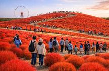 From Tokyo Hitachinaka Private Tour with English Guide
