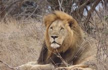 Kruger National Park Safari