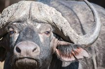 Kruger National Park Safari