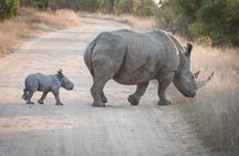 Kruger National Park Safari