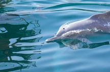 Full-Day Dhow Cruise in Khasab Musandam