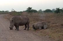 Half Day Nairobi National Park Tour with Options