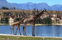 Private Safari Game Drive with Table Mountain Experience