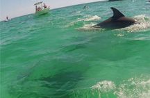 2-Hour Private Dolphin Boat Tour to Shell Island
