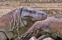 Komodo Island Shore Excursion for Cruise Ship Passengers