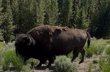 Yellowstone Upper Loop Tour with Lunch