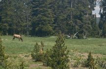Complete Yellowstone Tour: Two-Day Adventure with Meals