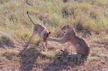 4 Days Masai Mara and lake Nakuru budget safari.