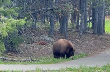 Complete Yellowstone Tour: Two-Day Adventure with Meals