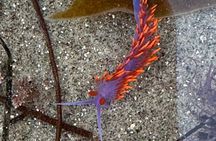 Tidepool Tours with a Marine Biologist
