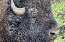 Yellowstone Wildlife Safari Day Tour