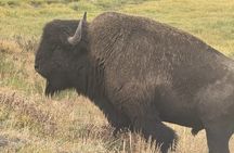 Yellowstone Wildlife Safari Day Tour
