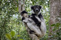 3 Days Andasibe Mantadia Private Tour