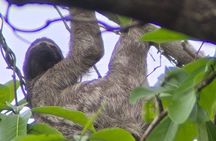 Ancon Hill Walking Tour: Sloths, Wildlife & Panama City Views
