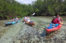 Siesta Key Kayak & Paddleboard Rentals (Mangroves & Manatees)