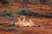 3 Day Tsavo East and Saltlick Safari Adventure
