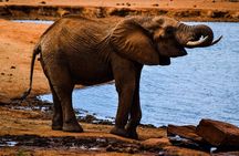 3 Day Tsavo East and Saltlick Safari Adventure