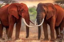 3 Day Tsavo East and Saltlick Safari Adventure