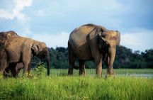 Minneriya National Park Private Jeep Safari with Elephant Viewing