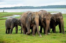 Minneriya National Park Private Jeep Safari with Elephant Viewing