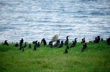 Minneriya National Park Private Jeep Safari with Elephant Viewing