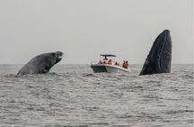 Whale Watching Boat Tour in St Lucia South Africa