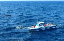 Whale Watching Boat Tour in St Lucia South Africa