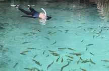 Rainbow River Scenic Eco Cruise with Optional Snorkeling