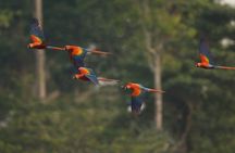 3 Day Amazon Jungle Wildlife Tour from Cusco