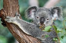 Australian Wildlife and Wine Tasting