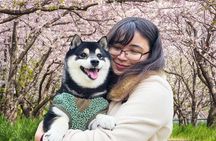 Tokyo Private Cherry Blossom Tour with a Shiba Inu & Shrine Walk