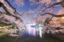 Tokyo Cherry Blossom Night Tour – Private Yozakura Experience