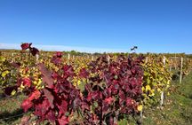 Authentic Kakheti Wine Tour: Tastings, Sighnaghi & Wine Tunnel