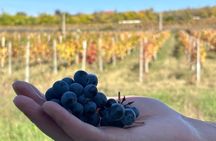 Authentic Kakheti Wine Tour: Tastings, Sighnaghi & Wine Tunnel