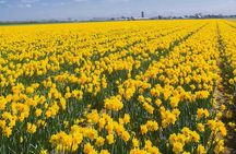 Private Excursion to Keukenhof gardens