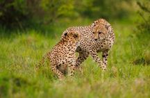 Nairobi National Park Tour