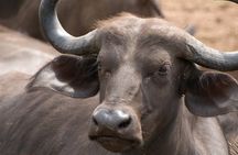 Shimba Hills National Reserve Day Tour with Sheldrick Falls