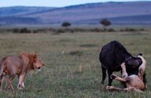 Shimba Hills National Reserve Day Tour with Sheldrick Falls