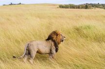 2 Days One Night Golden Mikumi Safari Adventure from Zanzibar