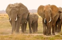 2 Days One Night Golden Mikumi Safari Adventure from Zanzibar