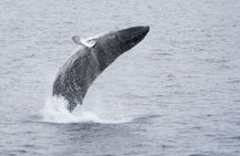 Whale Watching Cruise from Reykjavík