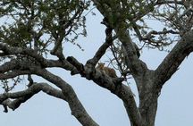 5-Day Tarangire, Serengeti 2Nights, Ngorongoro & Manyara Midrange