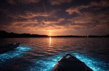 Kayak Tours and Rentals. Dolphins, Manatees, and Bioluminescence!