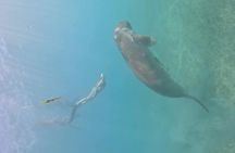 Coron Island Adventure Snorkeling Dugong Watching and More