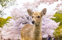 Best of Kyoto and Nara Highlights Day Tour from Osaka (7~9 spots)