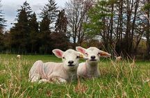 Chiltern Safari all inclusive Food and Drink Day Tour