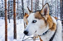 Rovaniemi Reindeer and Husky Ride with Transfers