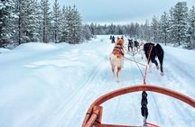 Rovaniemi Reindeer and Husky Ride with Transfers